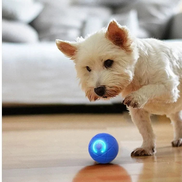 Cepillo de Vapor 3 en 1 para perros y gatos + Pelota Interactiva